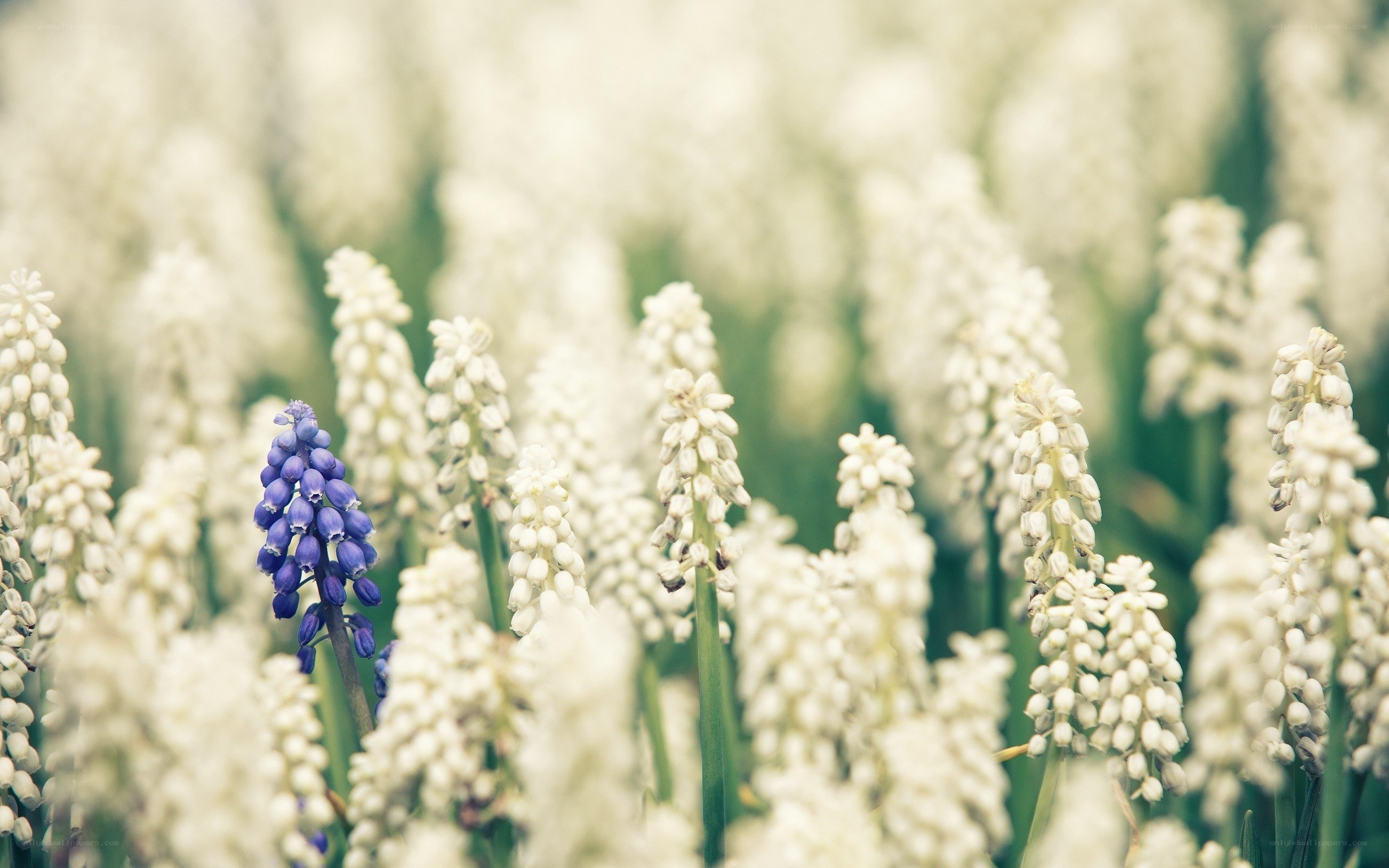 blue flower in white field