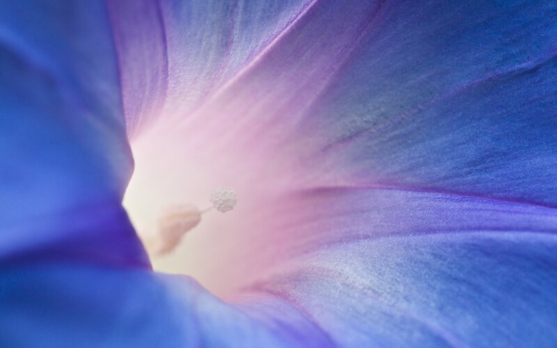 blue flower interior close-up