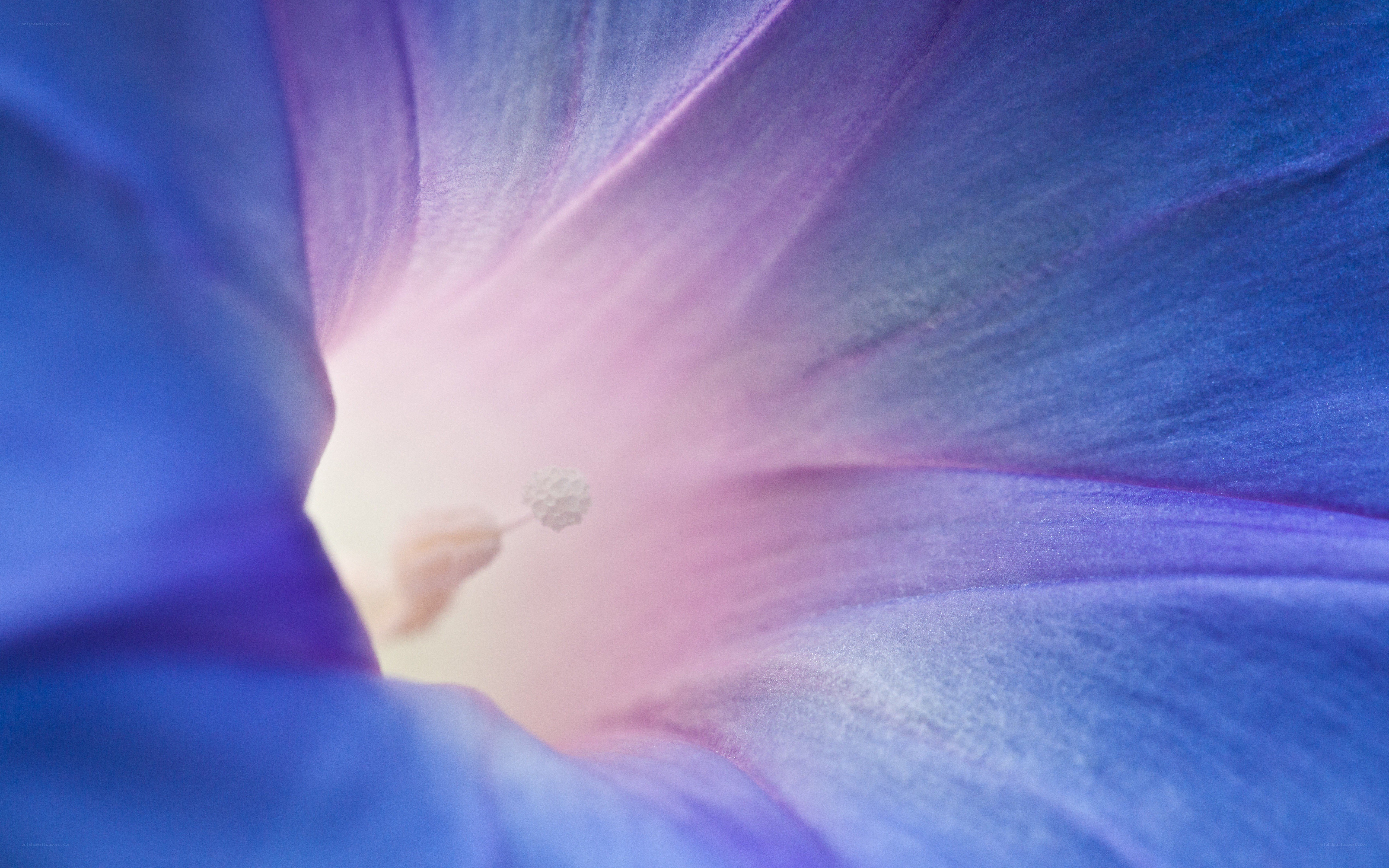 blue flower interior close-up