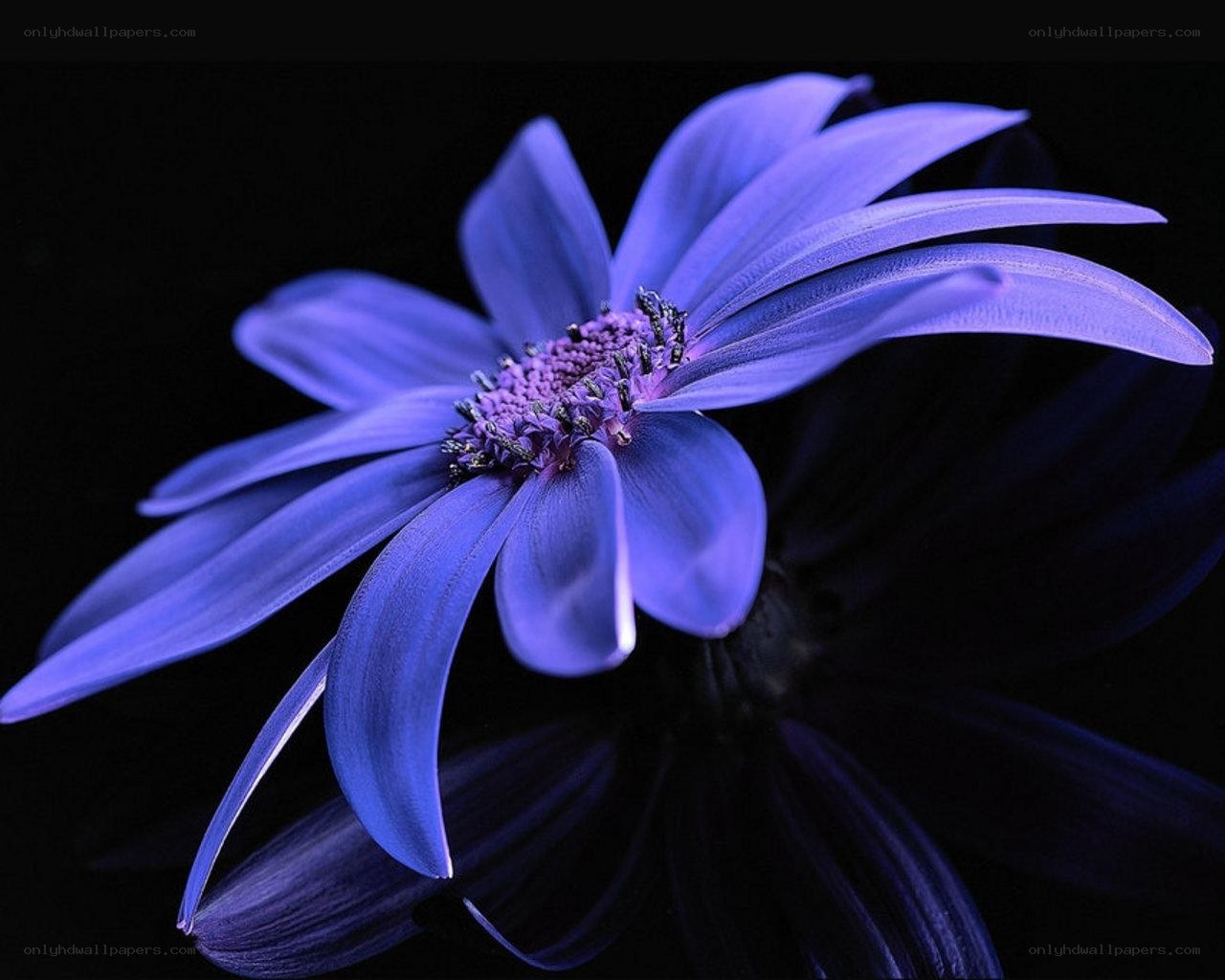 blue flower on black background