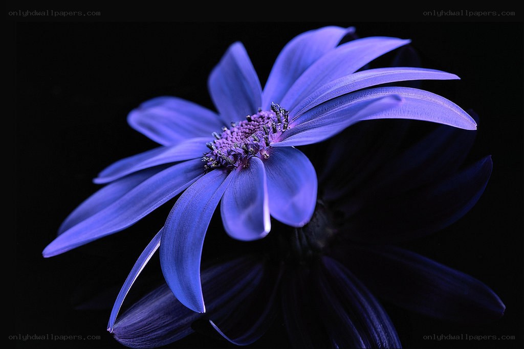Blue flower on black background