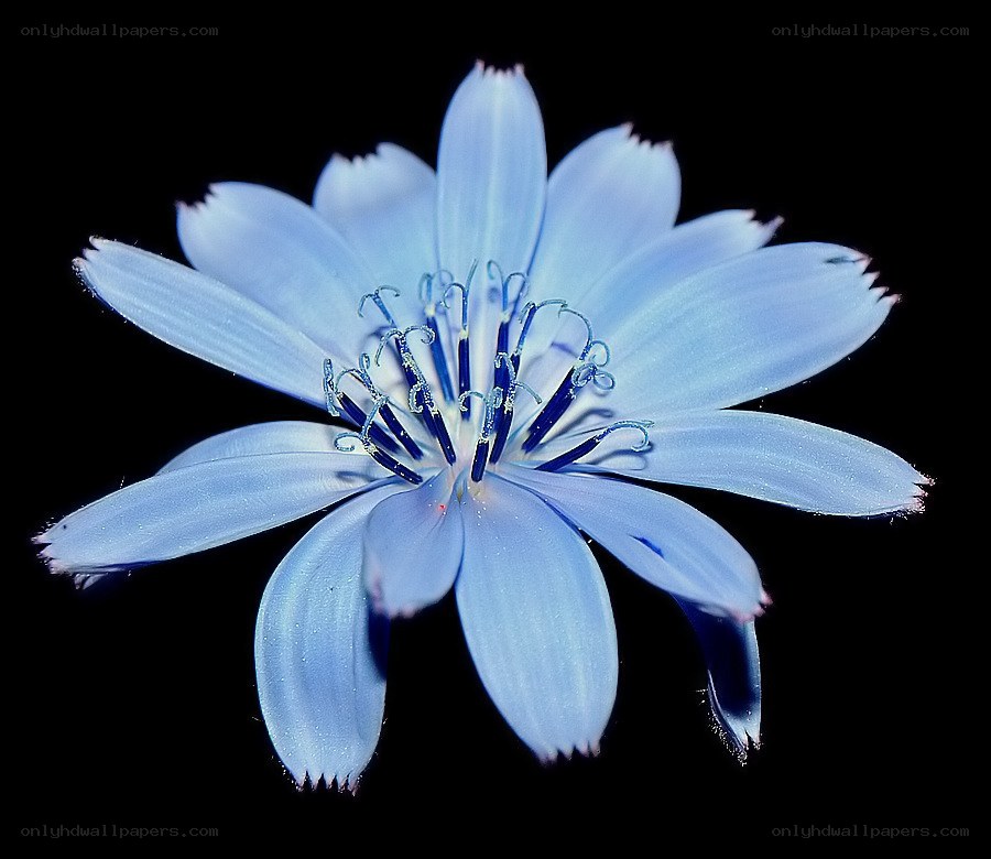 blue flower on black background