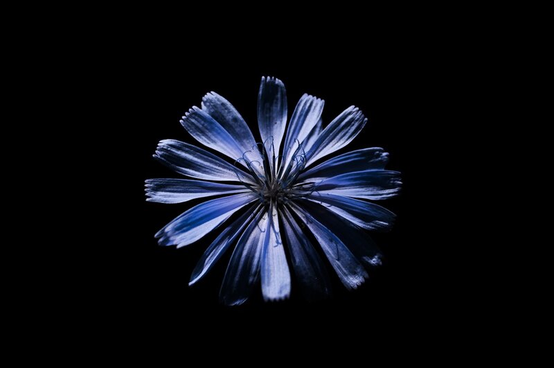 Blue Flower on Black — Dramatic, Photograph, Petals
