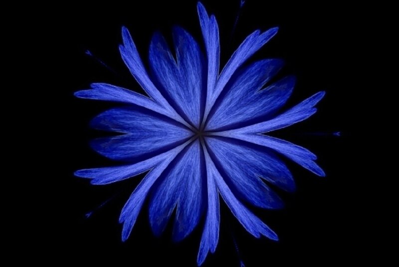 Blue Flower on Black — Dramatic, Photograph