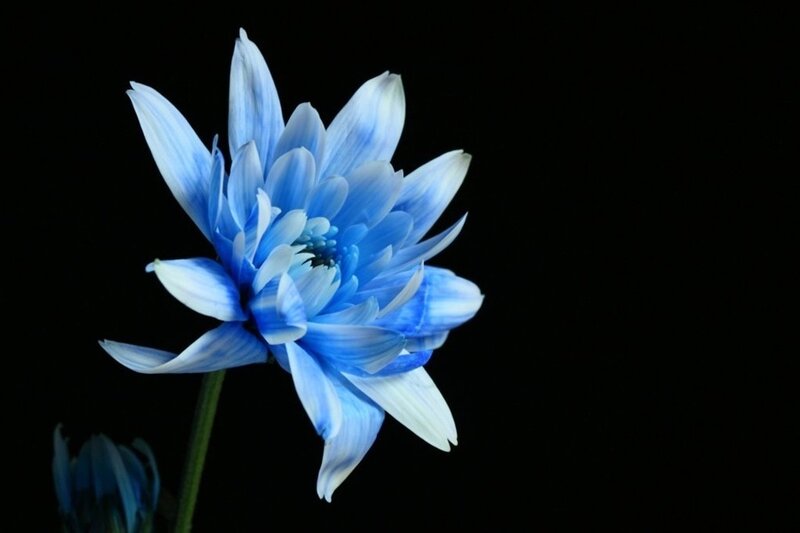Blue Flower on Black — Dramatic