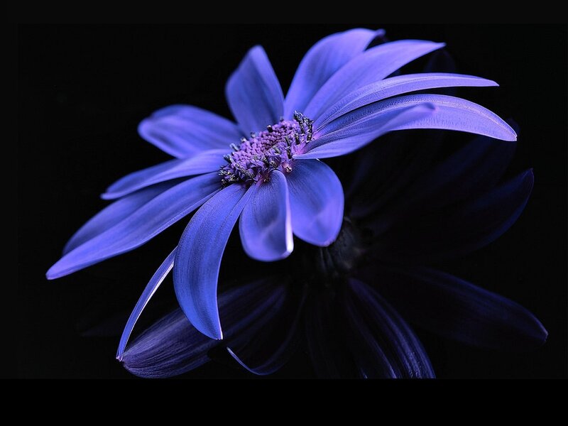 Blue Flower on Black — Purple, Dramatic, Photograph