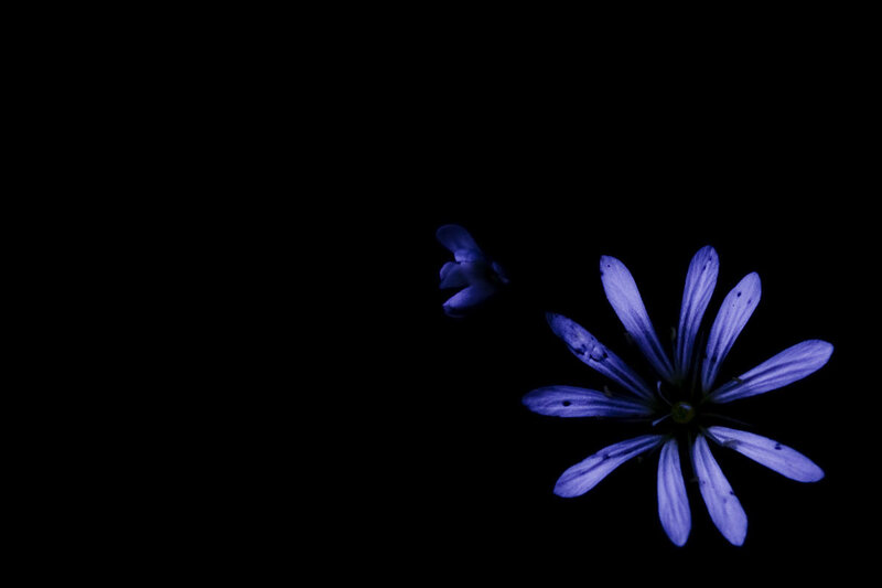 Blue Flower on Black — Purple, Dramatic