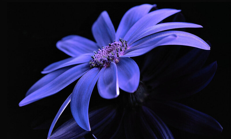 Blue Flower on Black — Purple