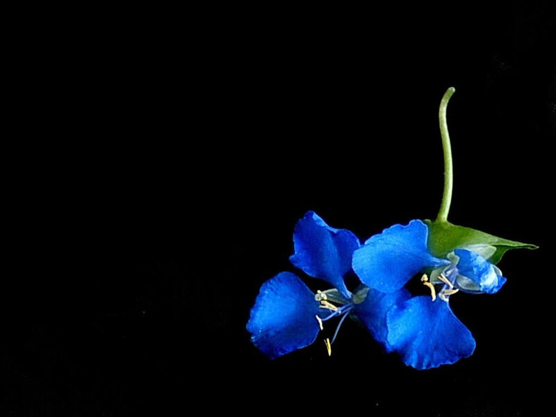 Blue Flower on Black