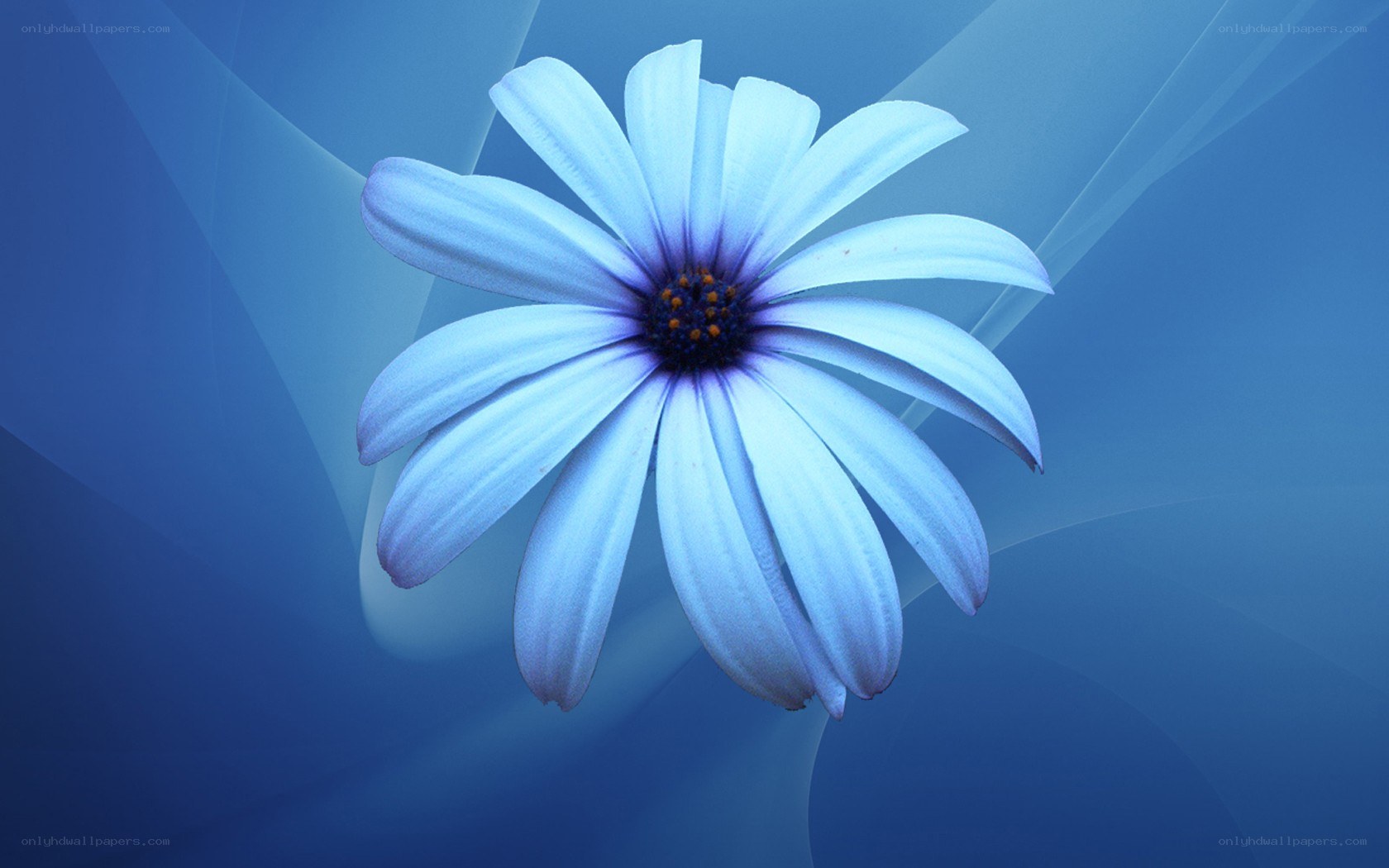 blue flower on blue background