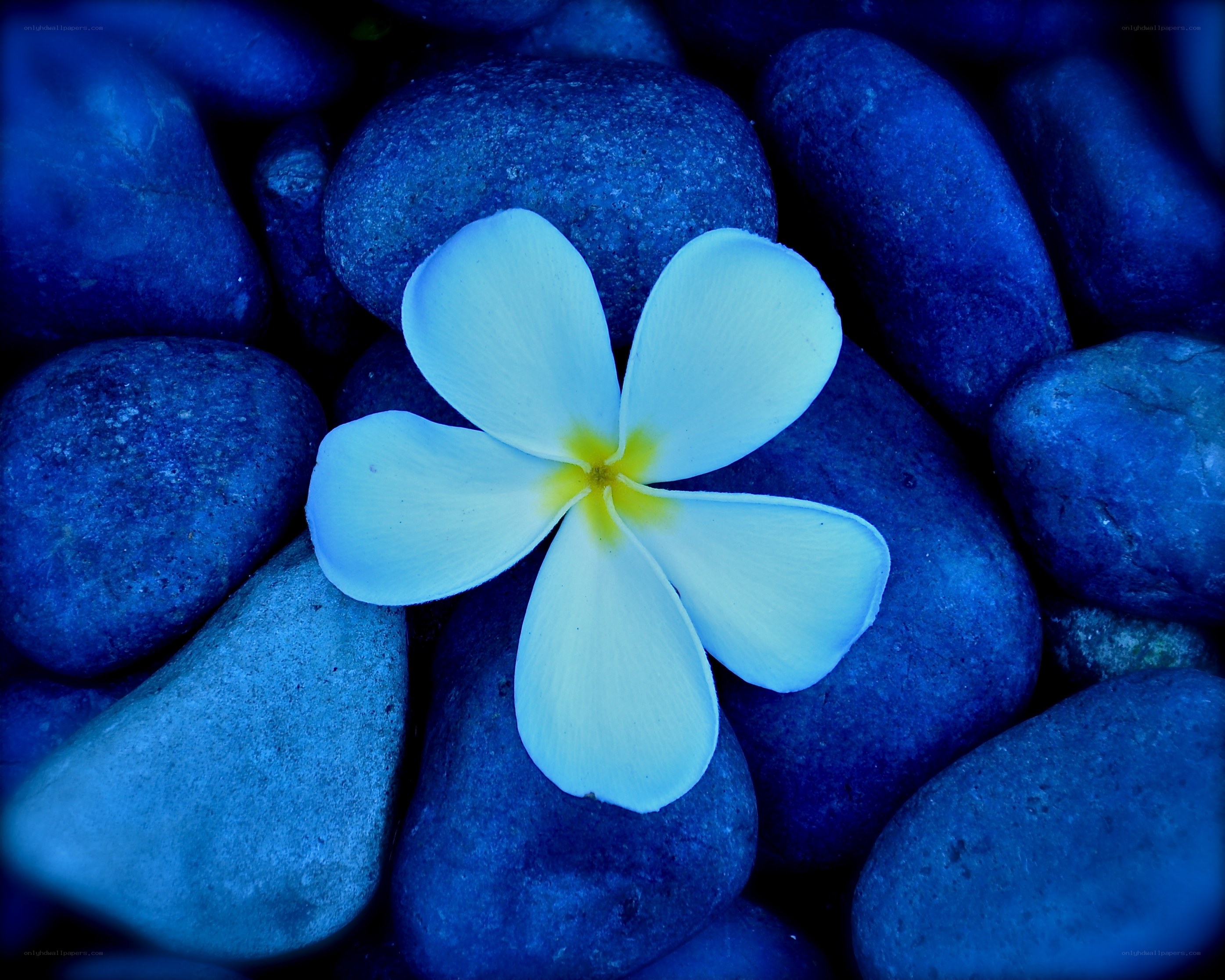Blue flower on blue stones