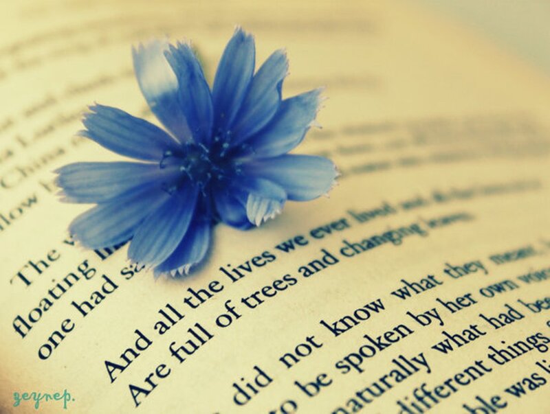 Blue Flower on Book Page
