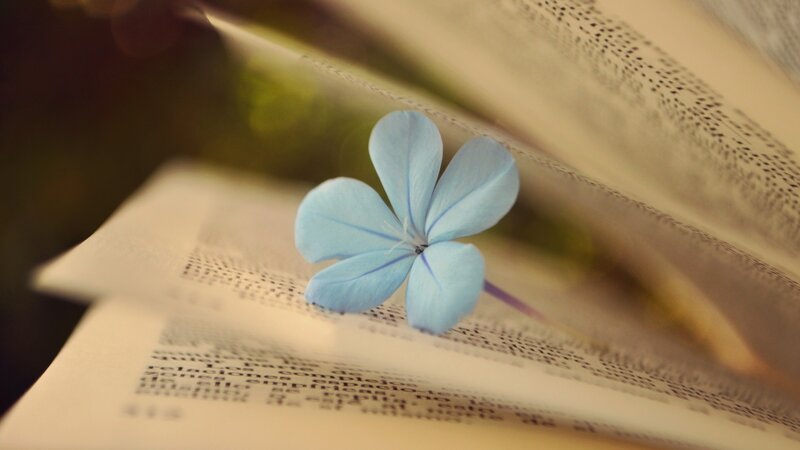 Blue Flower on Book — Serene, Photograph