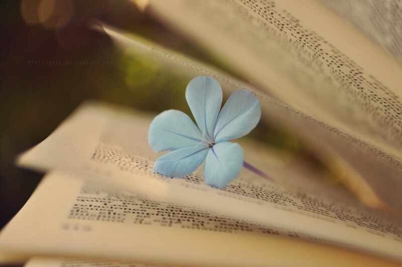 Blue Flower on Book — Serene