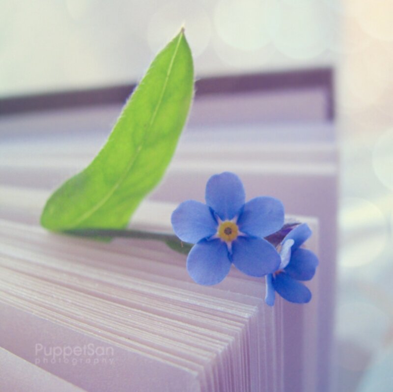Blue Flower on Book