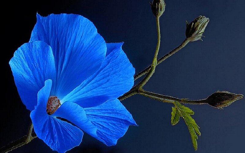 Blue Flower on Branch — Dramatic, Photograph