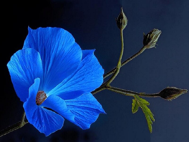 Blue Flower on Branch — Dramatic
