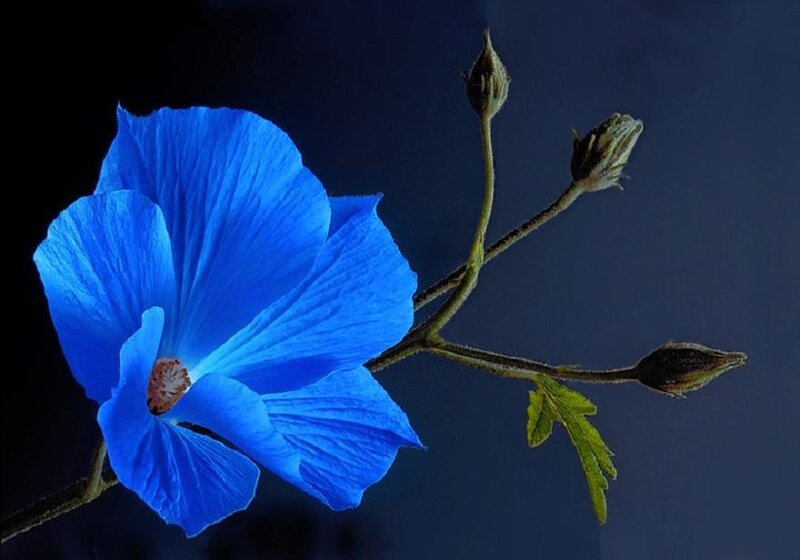 Blue Flower on Branch