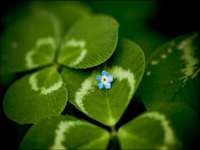 Blue Flower on Clover