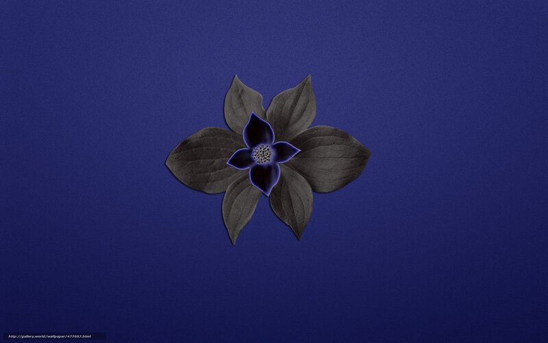 blue flower on dark background