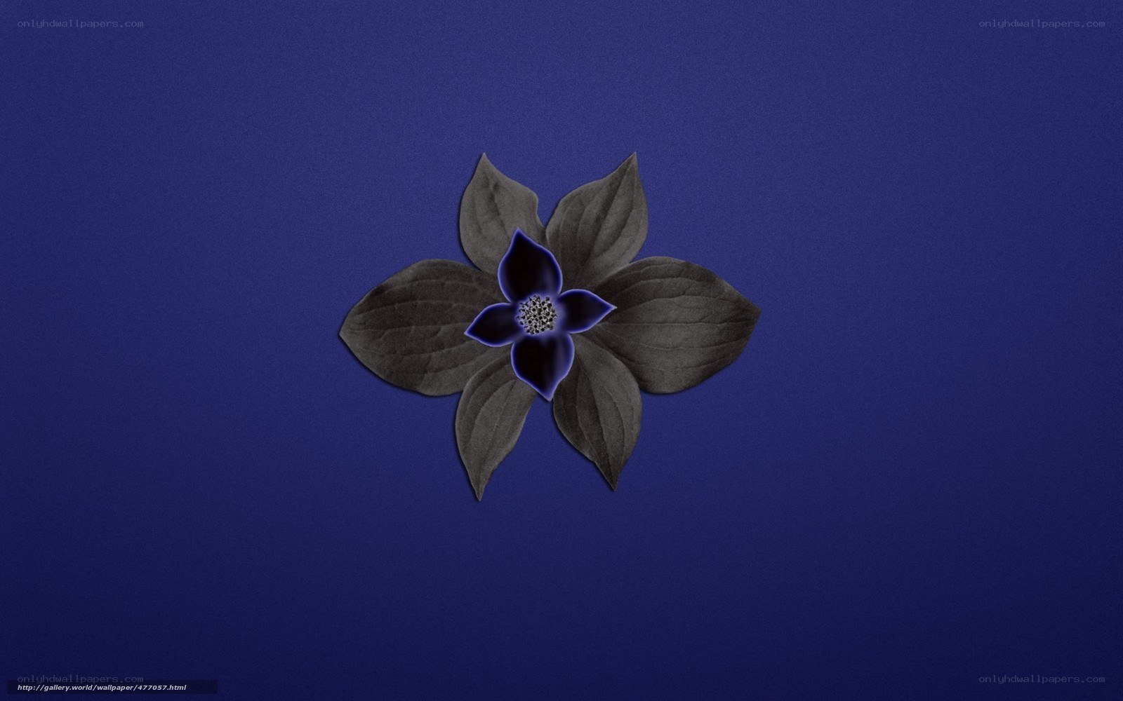 blue flower on dark background