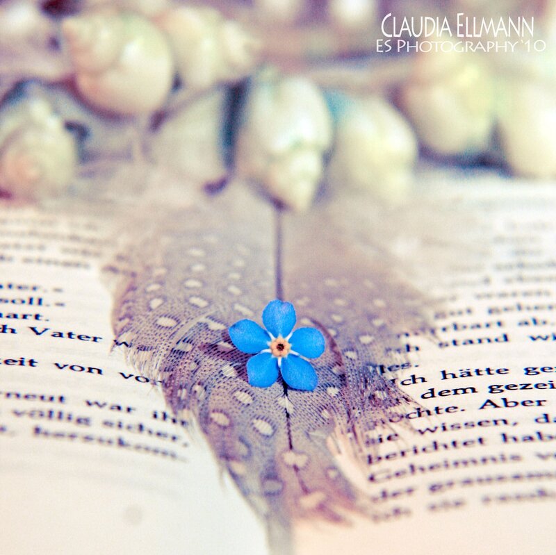 Blue Flower on Feather