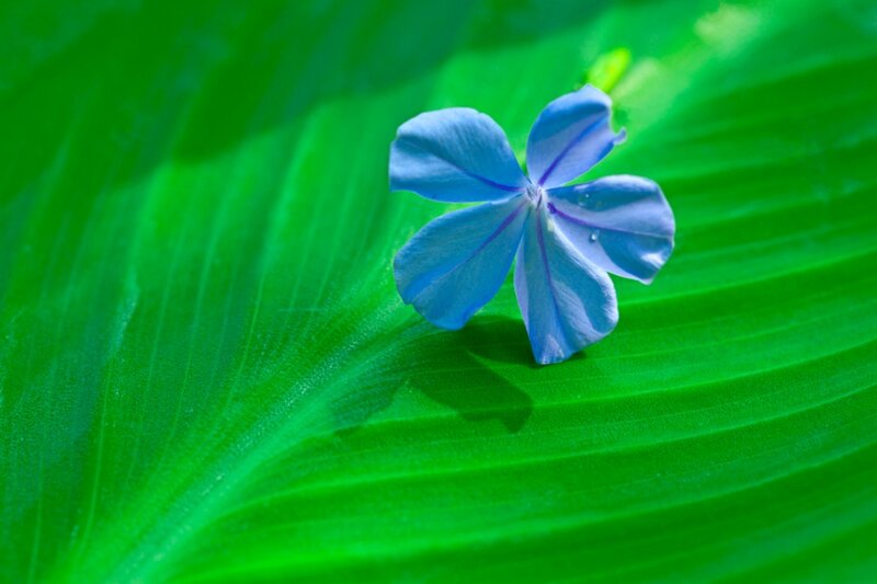 Blue Flower on Green Leaf