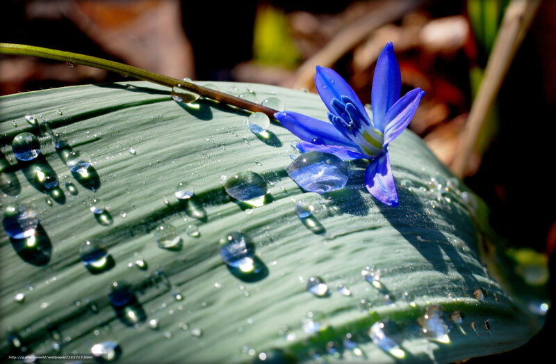Blue Flower on Leaf — Serene