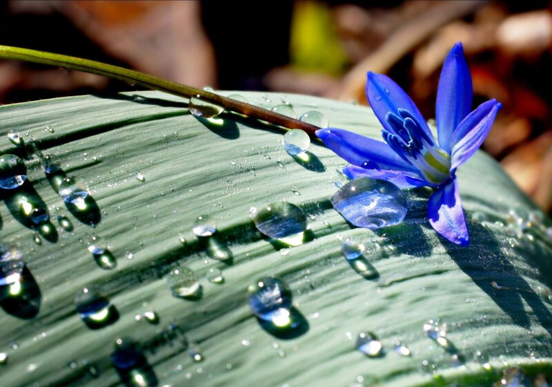 Blue Flower on Leaf