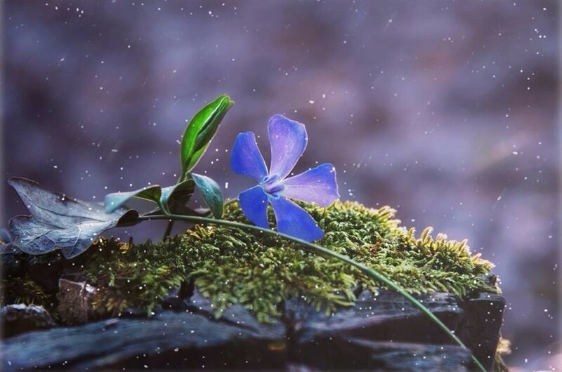 Blue Flower on Moss