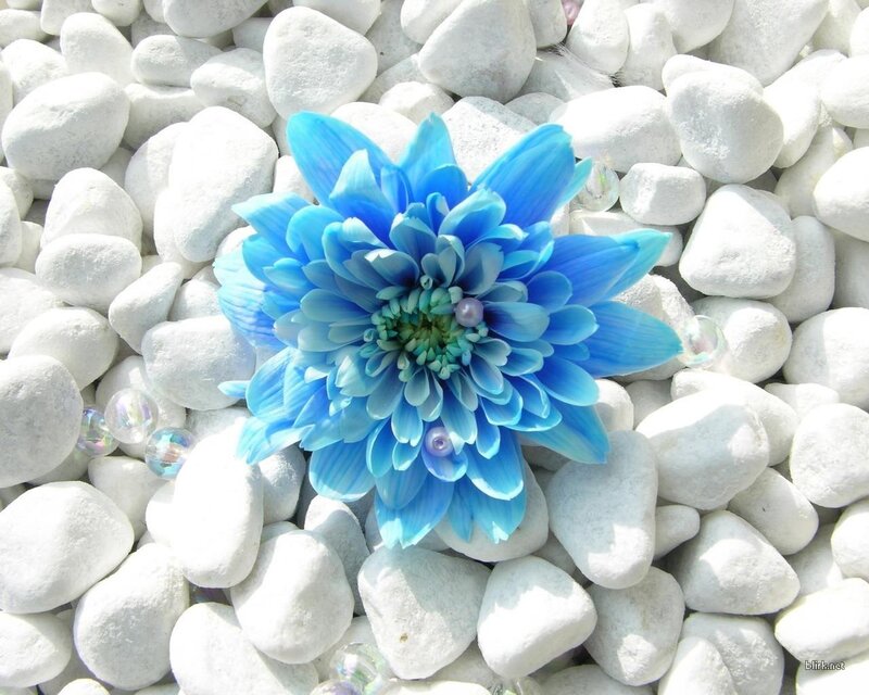 Blue Flower on Pebbles — Serene, Afternoon, Photograph, Beads