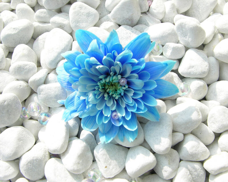 Blue Flower on Pebbles — Serene, Afternoon