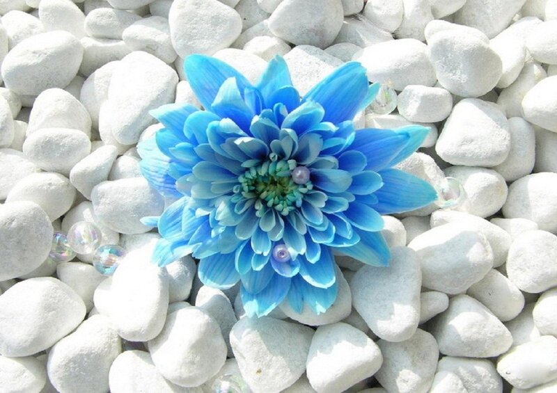Blue Flower on Pebbles — Serene, Photograph