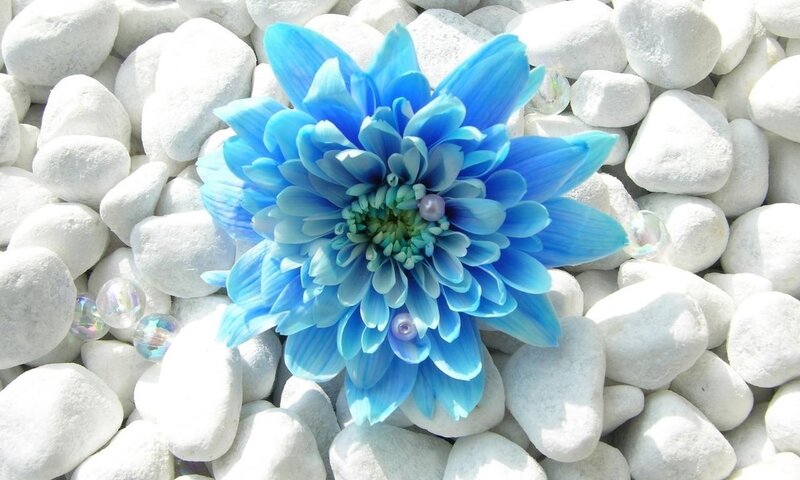 Blue Flower on Pebbles — Serene