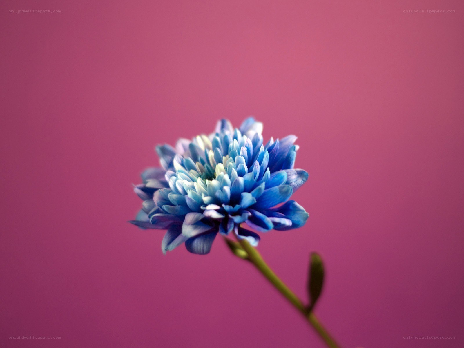 blue flower on pink background
