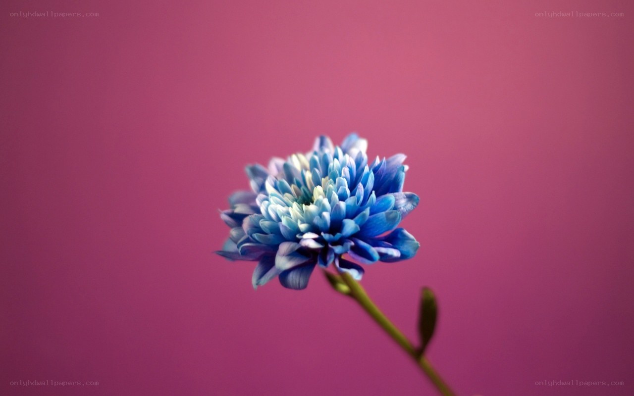 blue flower on pink background