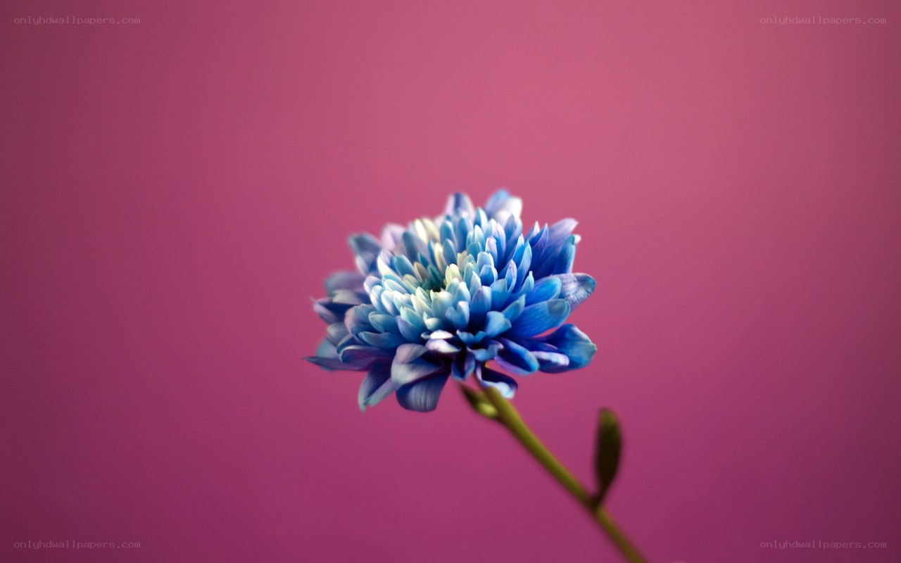 blue flower on pink background