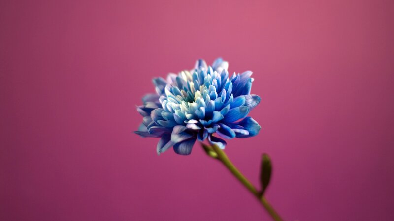 blue flower on pink background