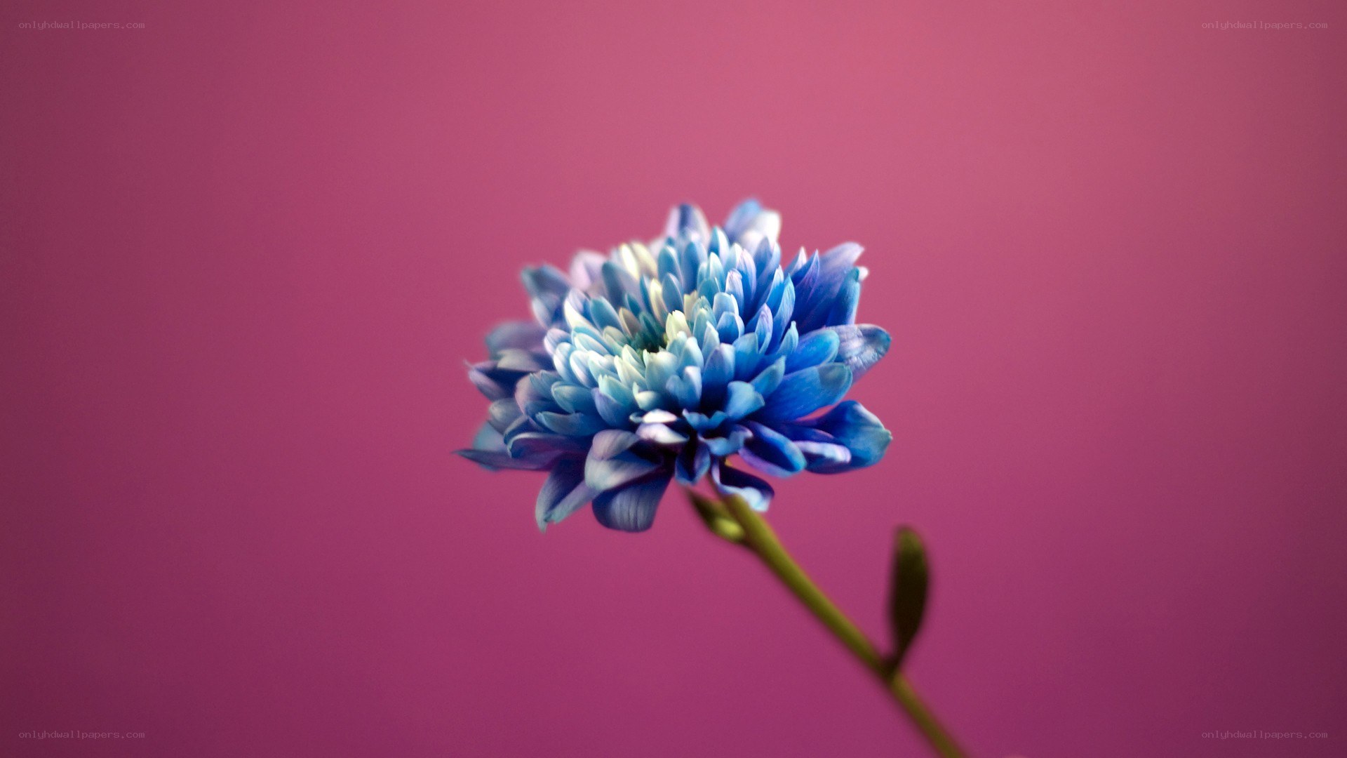 blue flower on pink background
