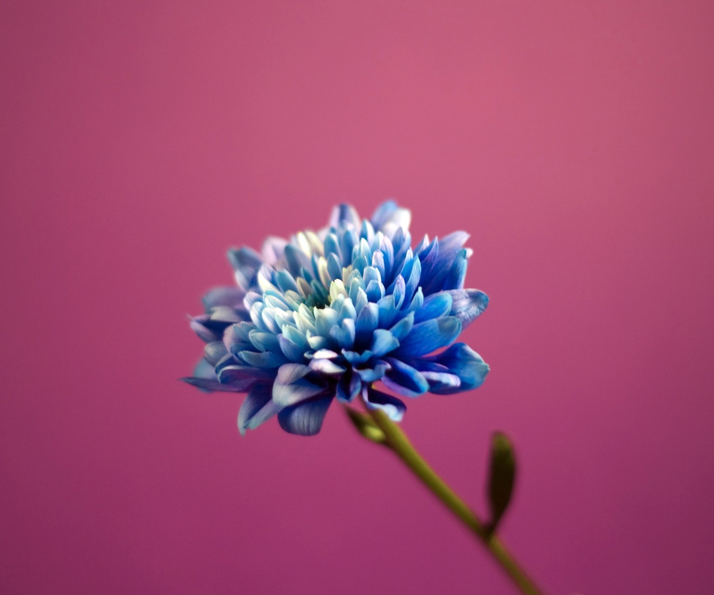 blue flower on pink background