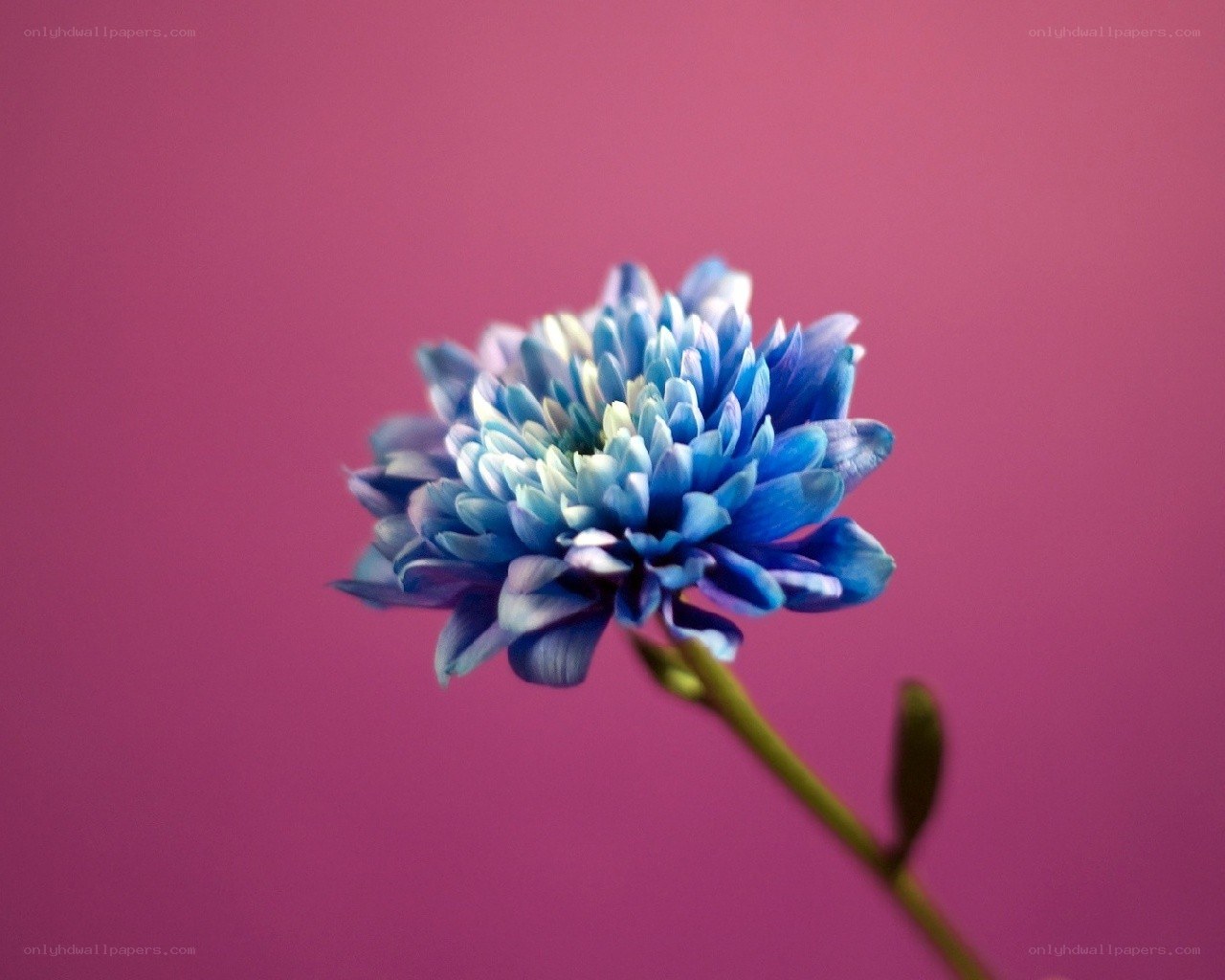 blue flower on pink background