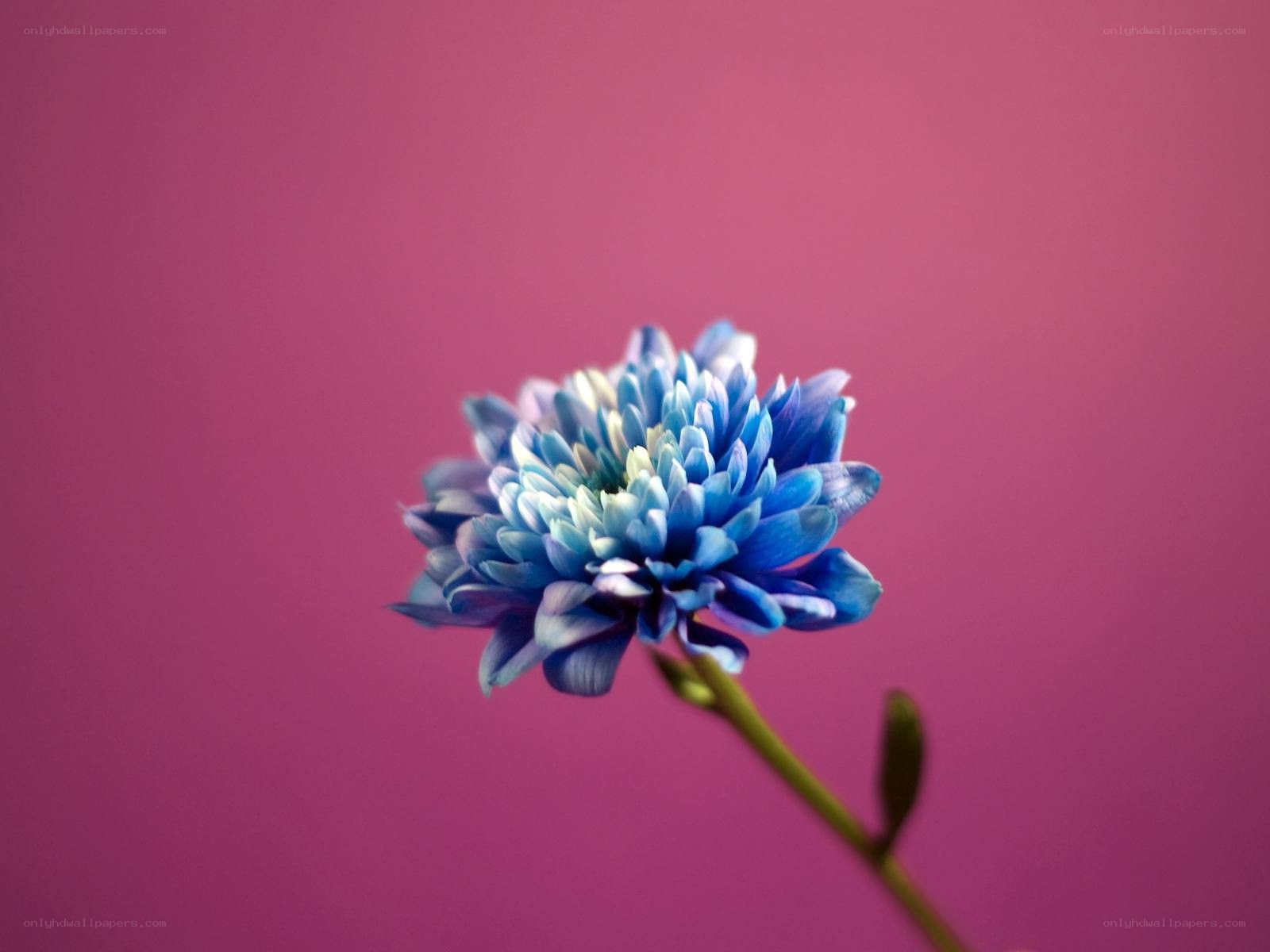 blue flower on pink background