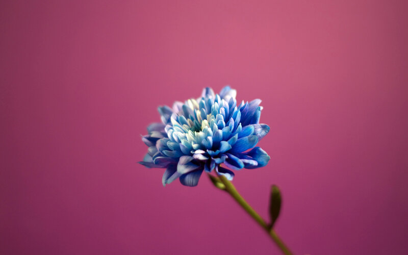 Blue Flower on Pink Background — Calm, Photograph