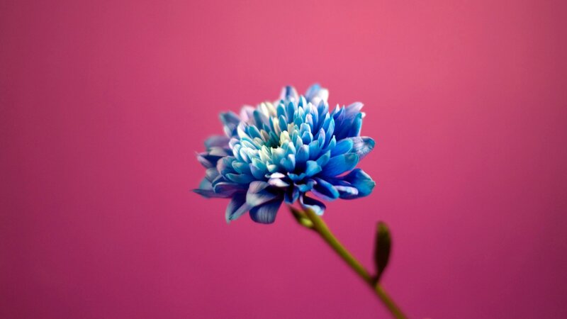 Blue Flower on Pink Background — Calm