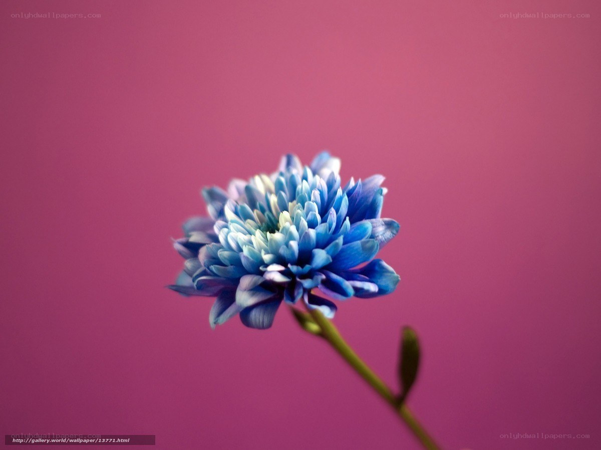 blue flower on pink background