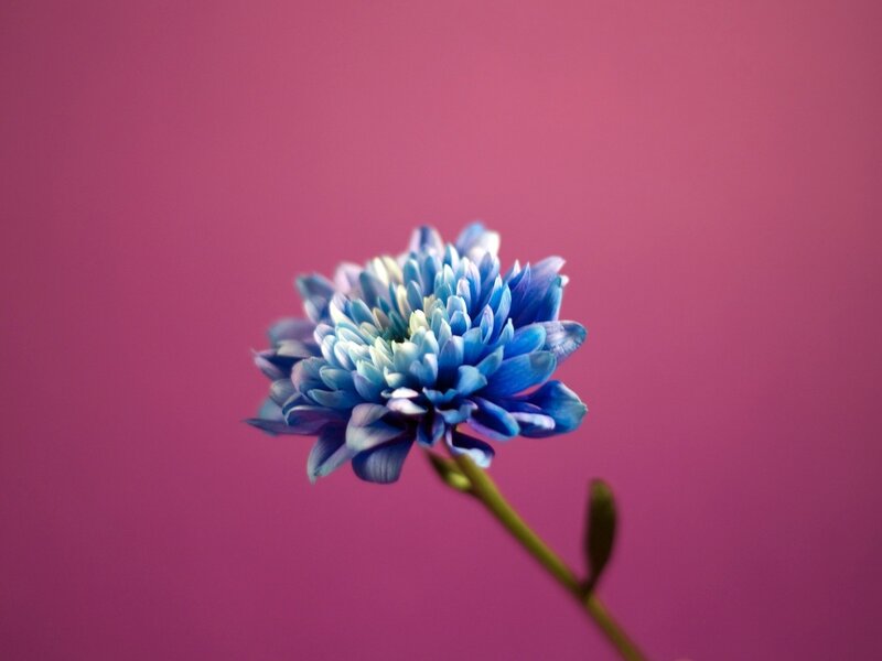Blue Flower on Pink — Calm