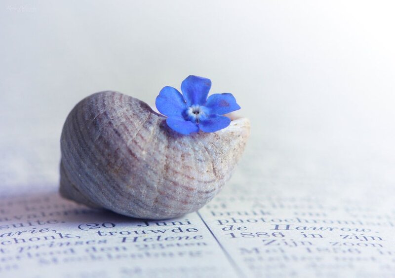 Blue Flower on Shell