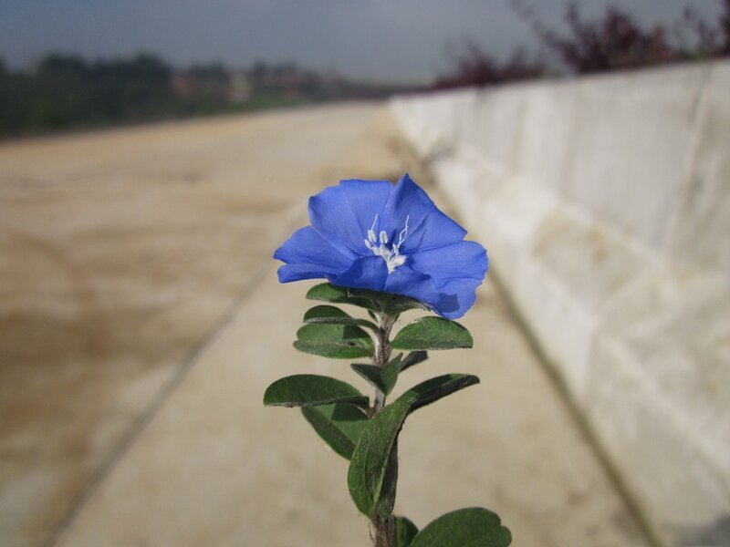 Blue Flower on Sidewalk