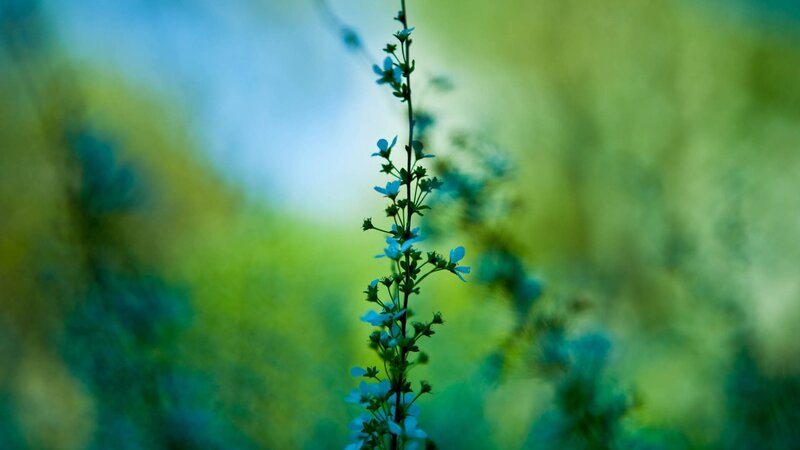 Blue Flower on Stem — Serene, Photograph