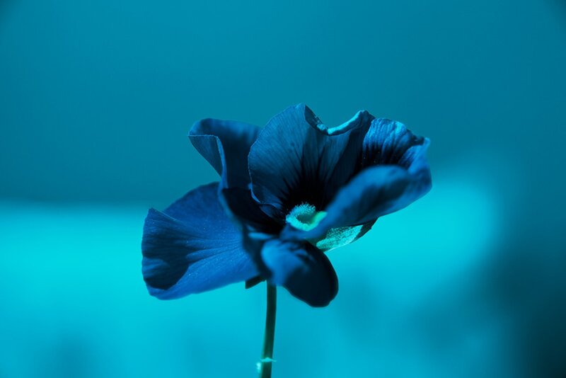 Blue Flower on Stem — Serene